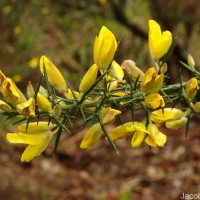 Ulex europaeus L.